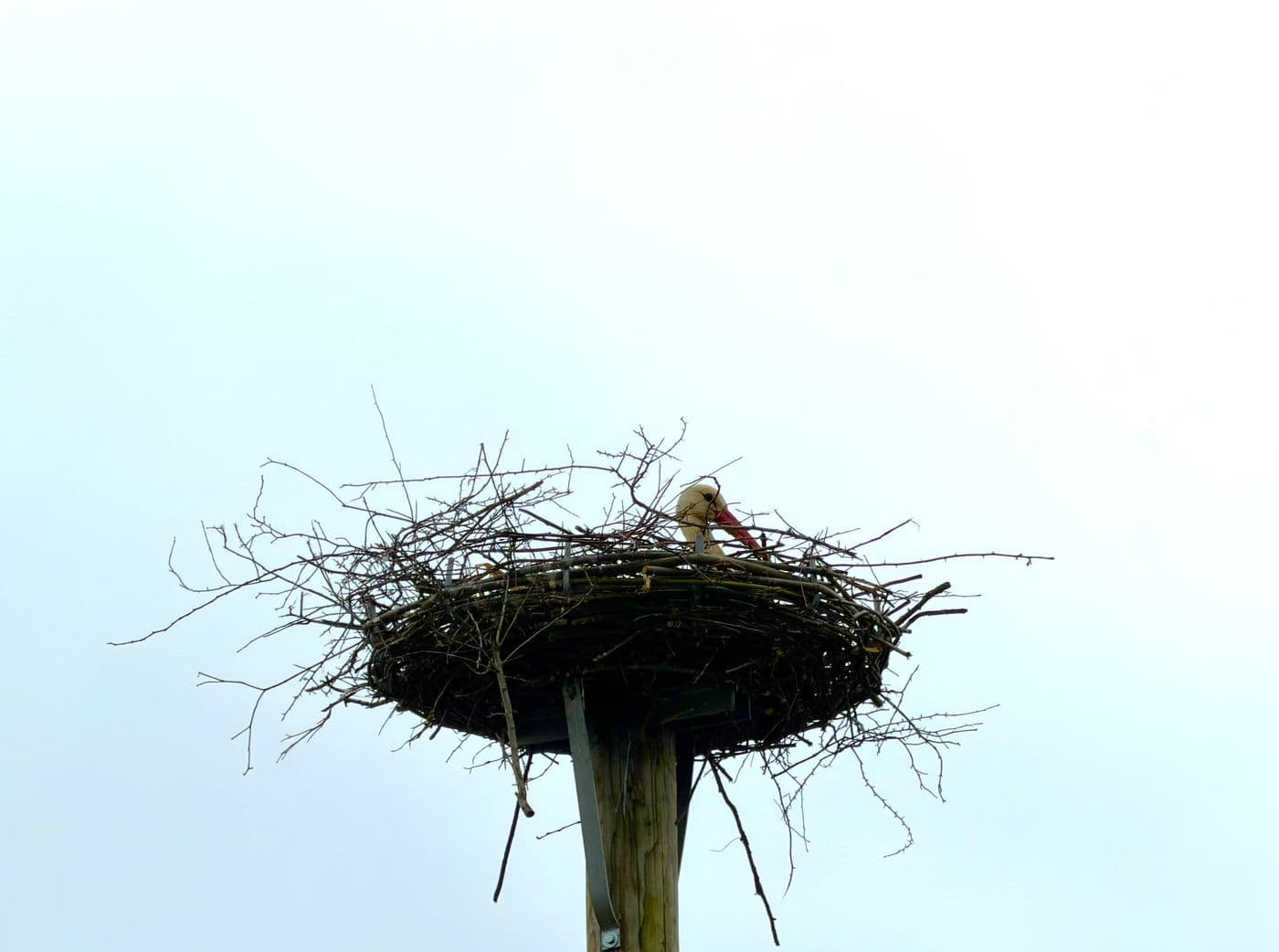 Storchennest Wünschendorf